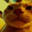 Disco Cat